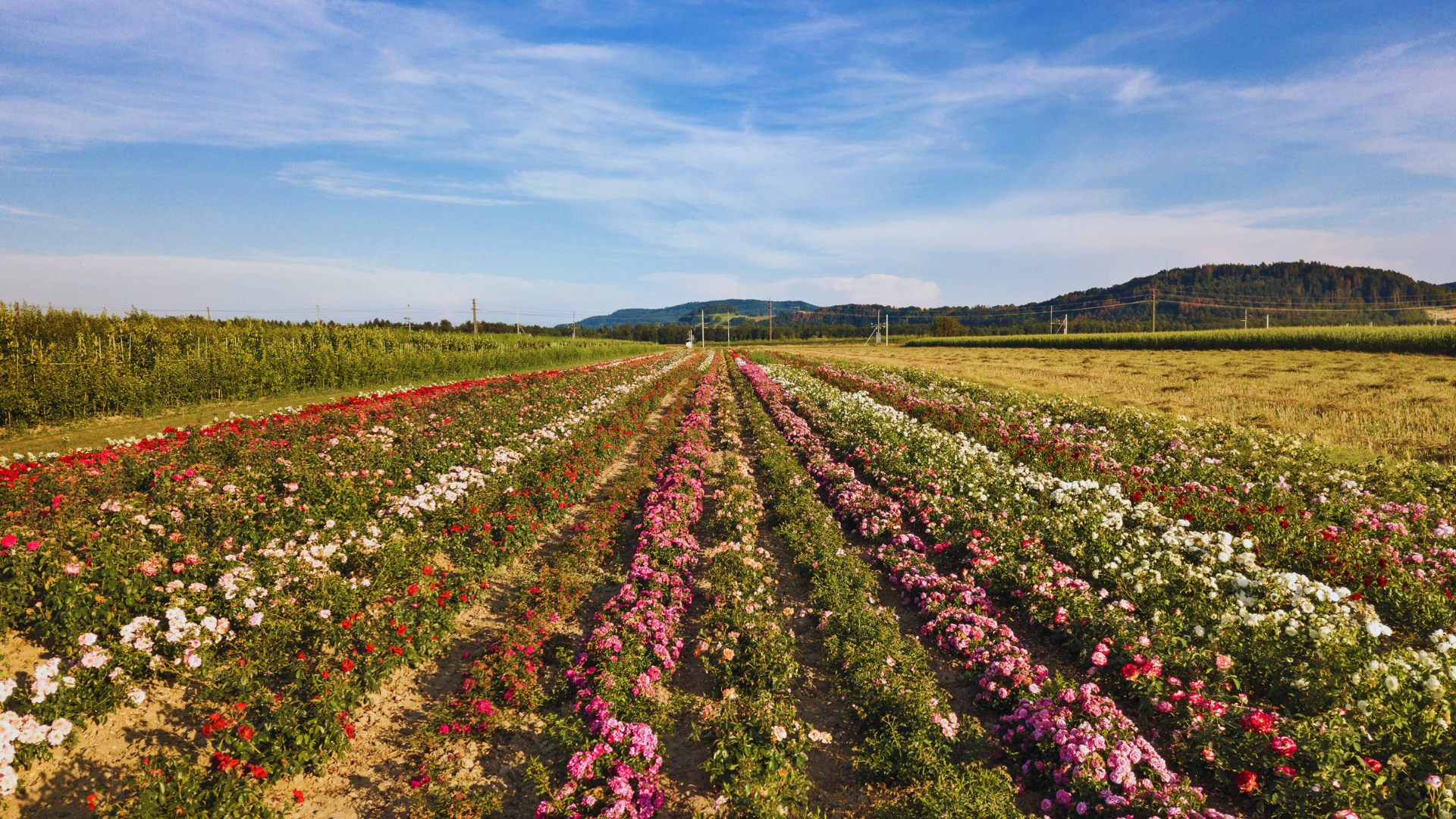 You are currently viewing Best Practices for Sustainable Agriculture: Strategies for Long-Term Farm Productivity