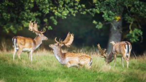 Read more about the article How to Protect Local Wildlife Habitats Through Effective Conservation Practices