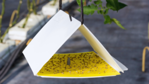Read more about the article Best Natural Methods for Pest Control: Effective Strategies for a Chemical-Free Home
