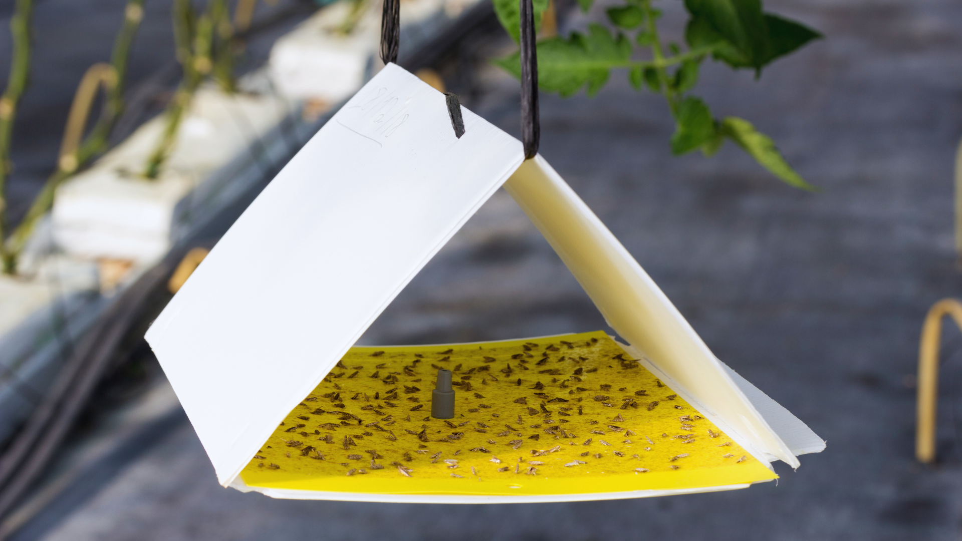 You are currently viewing Best Natural Methods for Pest Control: Effective Strategies for a Chemical-Free Home